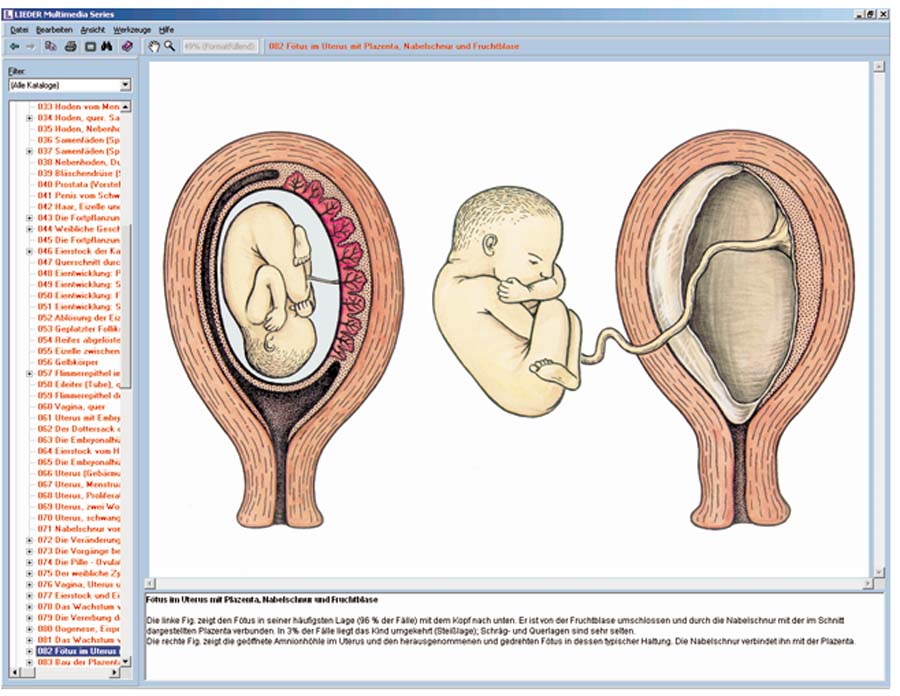 Embryologie und Entwicklung