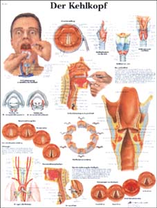 Lehrtafel - Der Kehlkopf