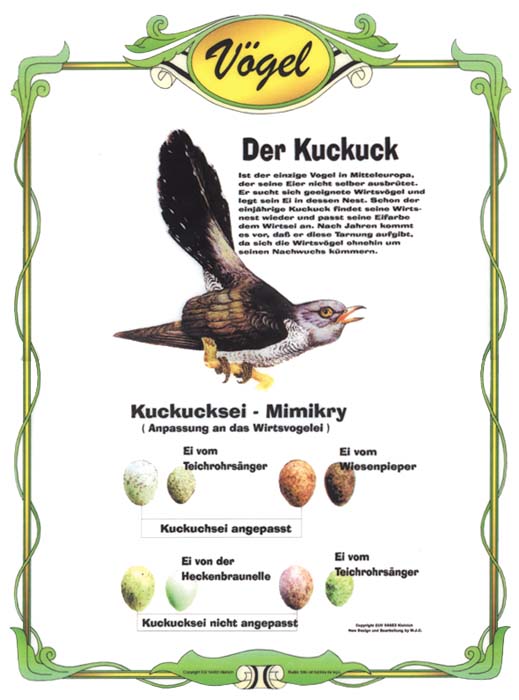 Der Kuckuck - Anpassung an das Wirtsvogelei Der Kuckuck - Anpassung an das Wirtsvogelei