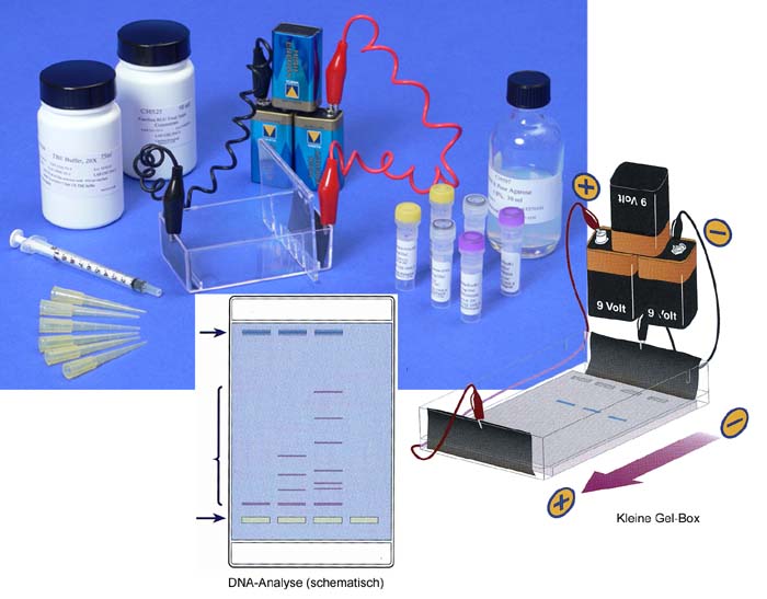 Elektrophorese von DNA - Kit