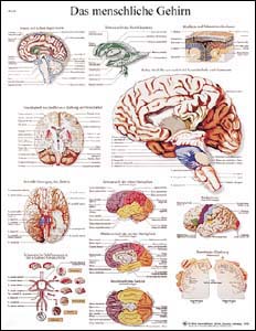 Lehrtafel - Das menschliche Gehirn