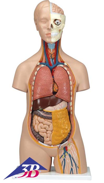 Standard Torso Modell, geschlechtsneutral, 12-teilig Standard Torso Modell, geschlechtsneutral, 12-teilig