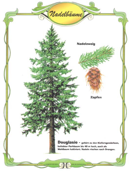Die Douglasie - Nadelbaum Die Douglasie - Nadelbaum