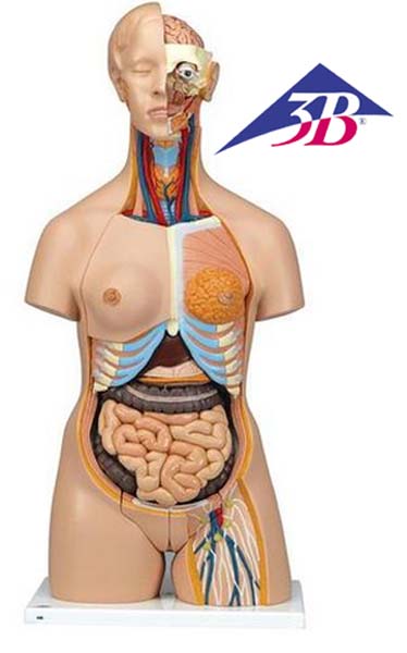 Luxus Torso Modell, mit weiblichen & männlichen Geschlechtsorganen, 24-teilig Luxus Torso Modell, mit weiblichen & männlichen Geschlechtsorganen, 24-teilig