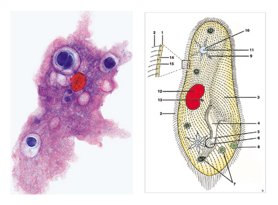 Präparate - Protozoen (Einzeller)