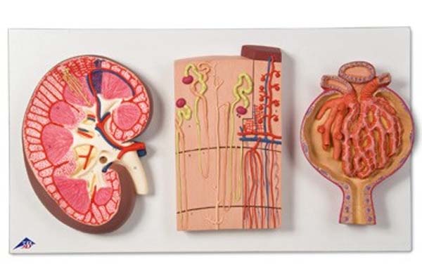 Nierenschnitt, Nephron, Blutgefäße und Nierenkörperchen