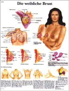 Lehrtafel - Die weibliche Brust